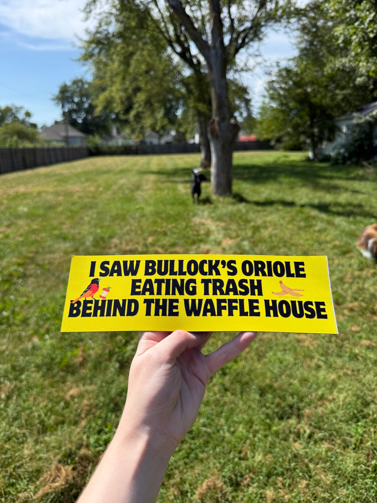 I Saw Bullock's Oriole Eating Trash Behind the Waffle House Car Magnet